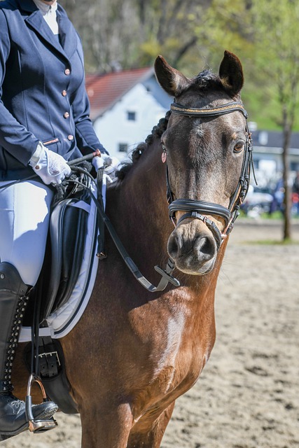 文化中的情 文化中的情